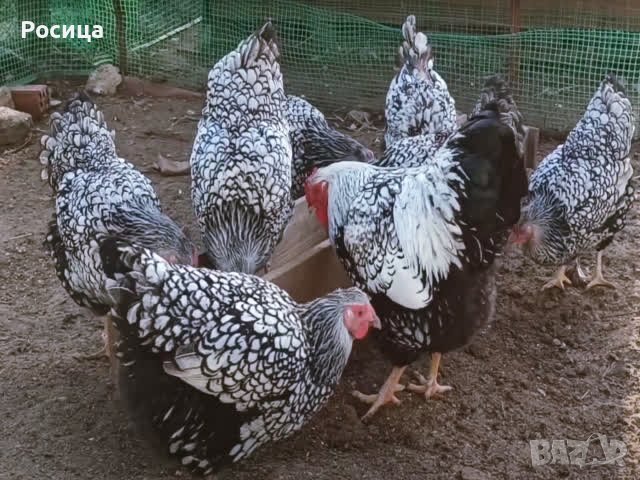 Разплодни яйца от Виандот сребро,легбар и маран.