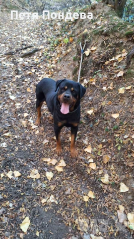 Продавам ротвайлети, снимка 5 - Ротвайлер - 52374366