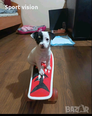 женско кученце смеска между чи хуа чуа и пинчер