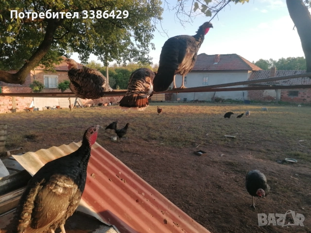 Пуйки, неми патици,  токачки, снимка 13 - Патици и гъски - 48423171