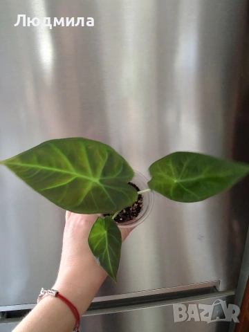 Алоказия Регал Шилдс , снимка 3 - Стайни растения - 53759002