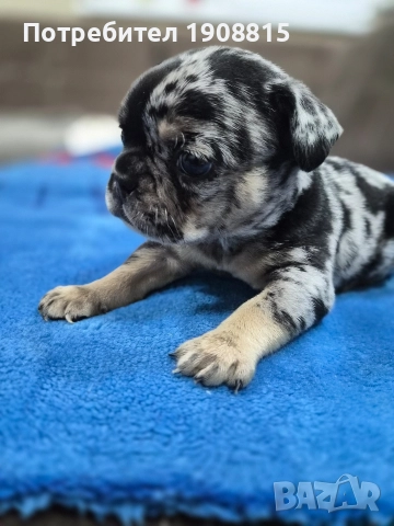 френски булдог, снимка 3 - Френски булдог - 52645925