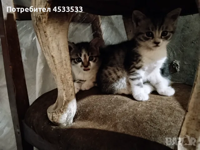 Подарявам котенца, снимка 3 - Други - 55933996