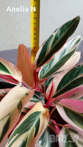 Калатея, снимка 3 - Стайни растения - 48080001