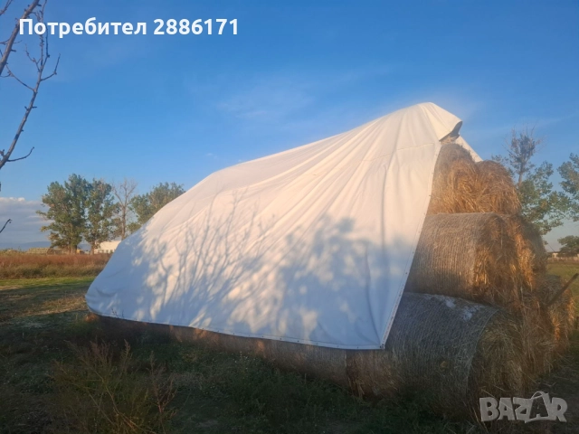 Продавам бали овес, снимка 3 - Овце - 52080658