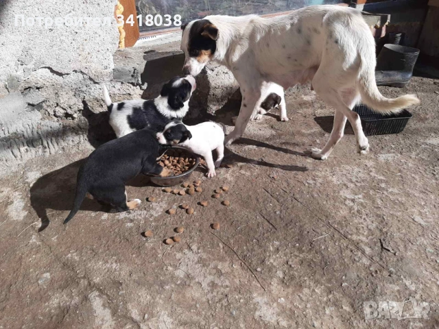 уникални кученца подарявам!, снимка 3 - Други - 53719470