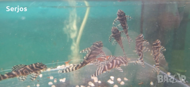 Сомчета , снимка 3 - Рибки - 53724544