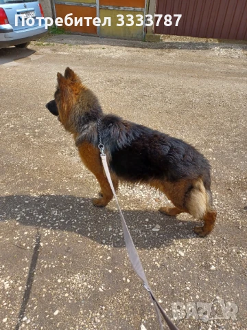 Мъжка немска овчарка за разплод , снимка 4 - Немска овчарка - 49439011