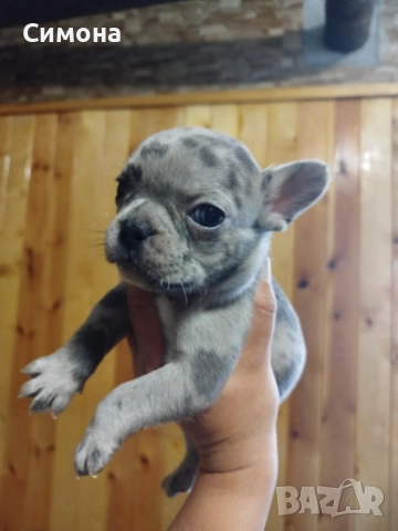 Френски булдочета