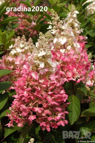 Хортензия paniculata Wim's Red, снимка 2 - Разсади - 51746856