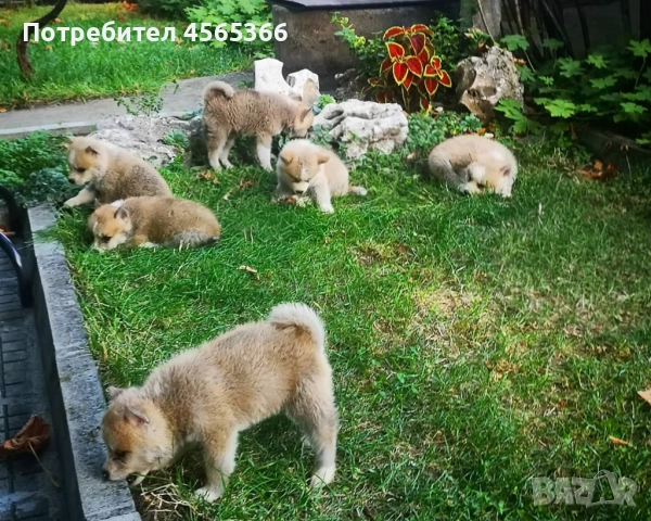 Чистокръвни Акита ину кученца, снимка 1