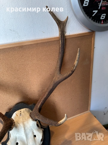 ловен трофей рога от Благороден елен, снимка 3 - Антикварни и старинни предмети - 53802921