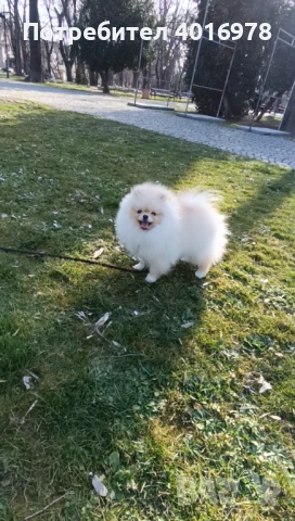 Померан Момче с Родословие , снимка 4 - Померан - 53691313