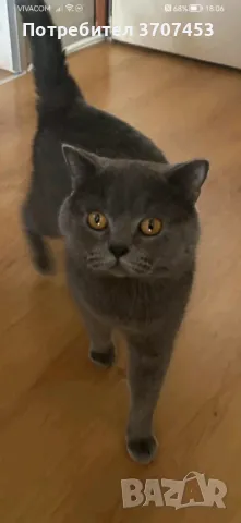 Британец, снимка 9 - Британска късокосместа - 42131150