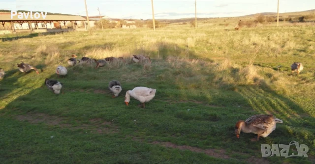 Джинки; аракуана, катунски, Гъсета, пуйчета и др, снимка 8 - Кокошки и пуйки - 50527479