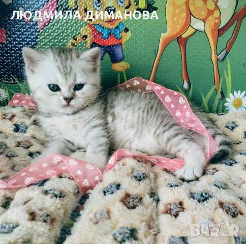 Шотландско мъжко Скоттиш Страйт. , снимка 2 - Британска късокосместа - 53737992