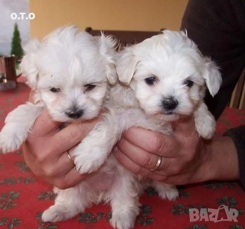 Мини малтийски болонки, снимка 2 - Болонка - 53175245