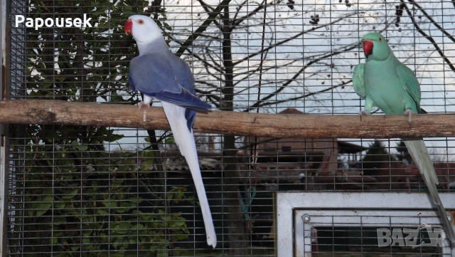 Малък Александър , снимка 12 - Папагали - 51324439