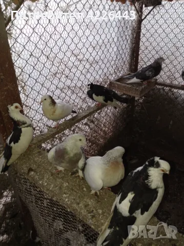 Пернишки капест, снимка 14 - Гълъби - 49426302