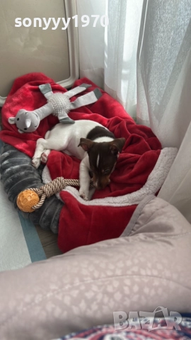 БЕБЕ ДЖАК РЪСЕЛ ТРИ ЦВЯТА УНИКАТ С ПАСПОРТ 2710251539, снимка 4 - Джак ръсел териер - 52199612