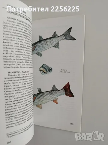 Рибите в България, снимка 3 - Специализирана литература - 56344747