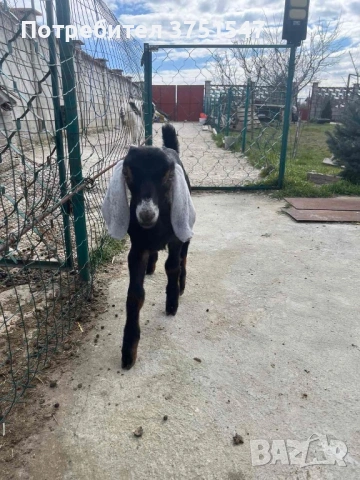  🐐 Продавам мъжки англо-нубийски ярета, снимка 6 - Кози - 53745937