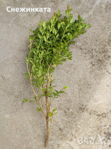 Чемшир- клончета за вкореняване, снимка 2 - Градински цветя и растения - 44688655