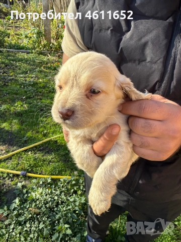 кокерчета, снимка 12 - Шпаньоли - 52281572