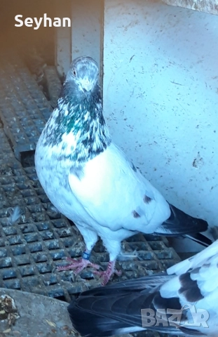 Гълъби типлери