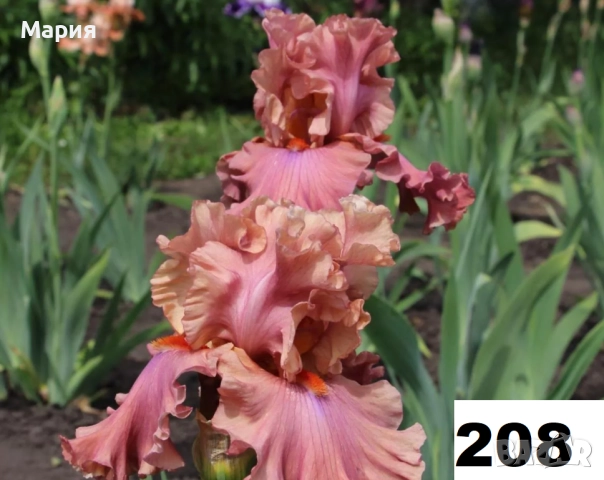 Сортови вискоки ириси /брадати ириси, снимка 8 - Градински цветя и растения - 51459213