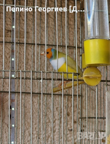 Гулдови Амадини, снимка 3 - Амадини - 53388526