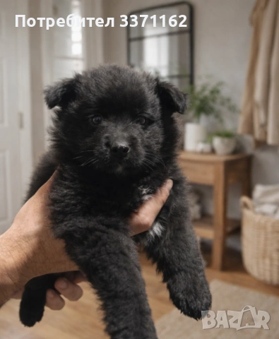  Померан, снимка 2 - Померан - 53514190
