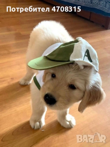 Голдън ретривър страхотно момче 