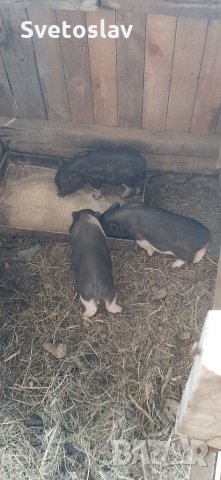 Заплодени свине майки 2 броя, снимка 18 - Прасета - 34457347