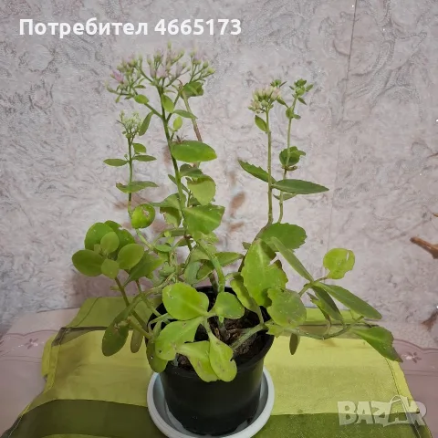 Лечебна Дебела Мара комплект , снимка 4 - Градински цветя и растения - 54580584