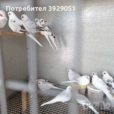 продавам диамантени гугутки, снимка 1