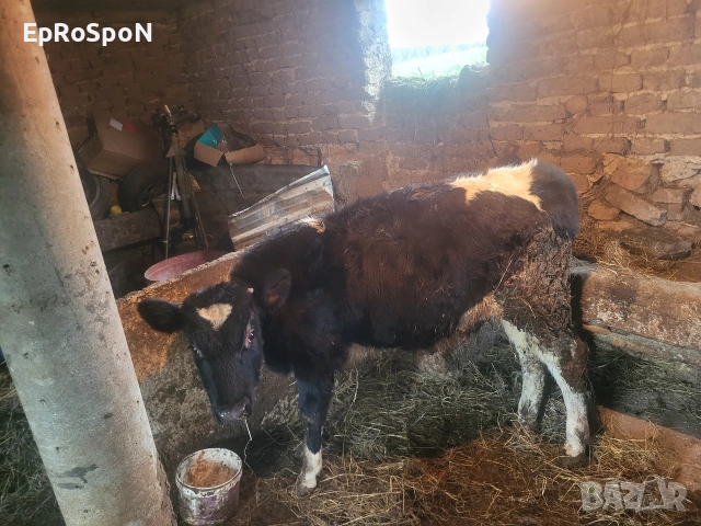 продава се посоченото теле тел за вързка +359876954010