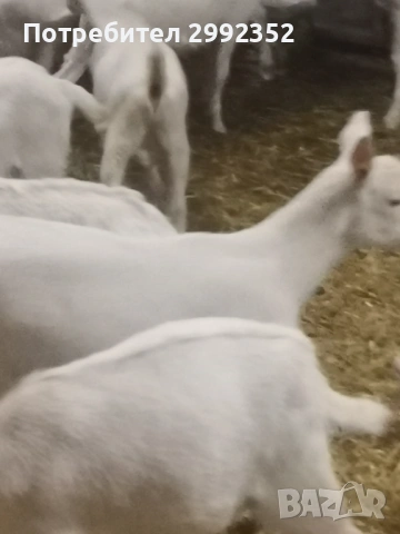 Saanski jenski i majki qrenca za damazlak, снимка 3 - Кози - 53540945