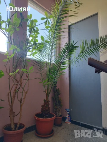 Продавам финикова палма 10 год., снимка 2 - Стайни растения - 50561256
