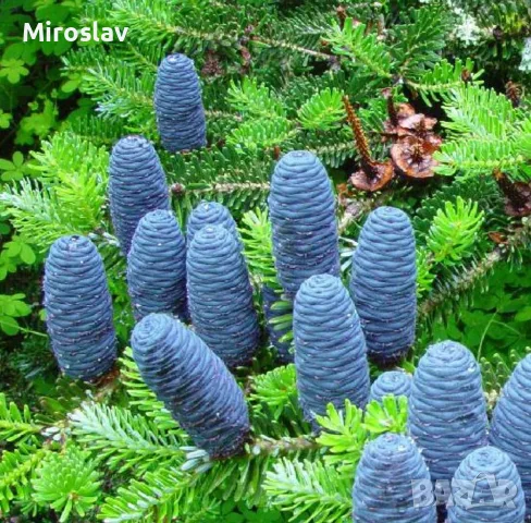 Корейска ела (ново), снимка 2 - Градински цветя и растения - 56056938