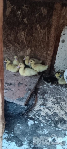 Продавам неми юрдечки малки и големи!, снимка 9 - други­ - 47464575