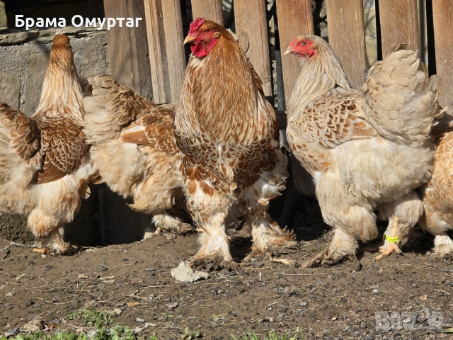 Продавам разплодни яйца от Златно дантелен брама [Buff laced Brahma], снимка 3 - Кокошки и пуйки - 53811364