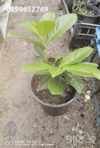 Лавровишна