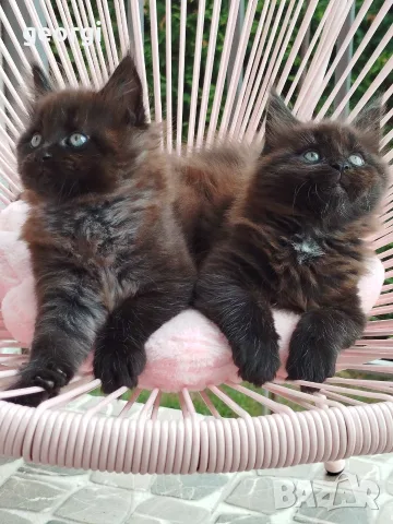 Котенца Мейн Кун 