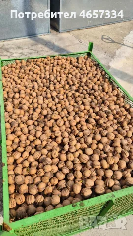 градинска орехова ядка, снимка 3 - Домашни продукти - 56124962