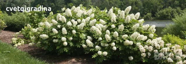 Hydrangea quercifolia (Дъболистна хортензия), снимка 2 - Разсади - 55816886