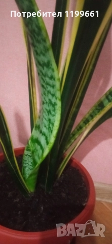 Сансевиера ( индийски меч), снимка 2 - Стайни растения - 52393677