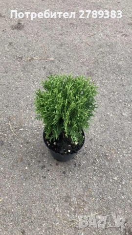 Туя тини тим