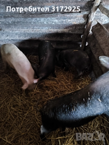 Продавам прасета , снимка 12 - Прасета - 52669901