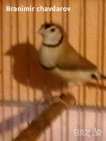 продавам амадини , снимка 15 - Амадини - 51182745